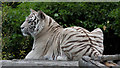TL3306 : White Tiger at Paradise Wildlife Park, Hertfordshire by Christine Matthews