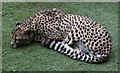 Cheetah at Paradise Wildlife Park, Hertfordshire