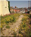 Summer on a vacant site, Newton Abbot