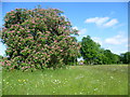 Blossom on Shipbourne Common