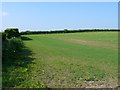 ST5327 : Fields near Lytes Cary by Nigel Mykura