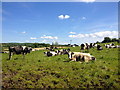 Cattle at Aughnagurgan