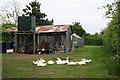 Back yard with geese