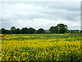 Rape field north of Pennyfeathers Farm