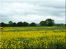 TL5506 : Rape field north of Pennyfeathers Farm by Robin Webster