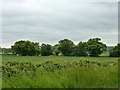 Hedgerow trees