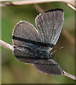NJ3365 : Small Blue Butterfly (Cupido minimus) by Anne Burgess