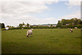 Field on Lycroft Farm, Park Lane