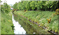 The canal, Newtownards (2013-5)