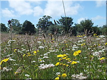 SY5599 : Kingcome Meadows, Dorset Wildlife Trust by Ian Andrews