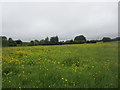 Field next to school