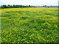 Buttercup field on the edge of Hadlow