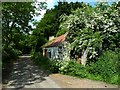 Derelict cottage