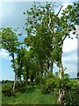 Trees, Ballyarnot Road