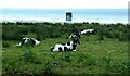 Cows beside Lough Neagh