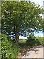 Tree and gate on road west of Cheldon