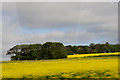 Woodland and oilseed rape fields near Bridge of Muchalls