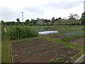 "Dig for victory" plots at Croome Court