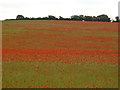 SY7187 : Field Poppies by Ian Andrews