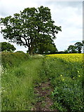 SJ8217 : A relatively recent footpath by Richard Law