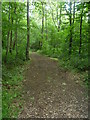 Path on Sevenoaks Common