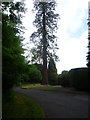 Fir tree in Fernside Lane