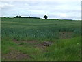 Crop field, Bole Fields