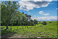 Trees and pasture at Mill of Bonhard