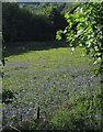 Bluebells near Sourton