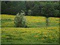 Meadow near Heapey