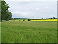 Arable Land, near Howe Street, Finchingfield