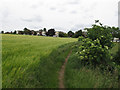 Footpath along corn field, Wethersfield