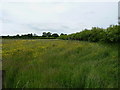 Pasture near Wheat Leasows