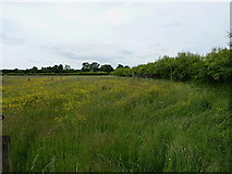 SJ6714 : Pasture near Wheat Leasows by Richard Law