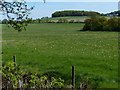 SK4913 : Grassland near Bawdon Castle Farm by Mat Fascione