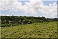 North Somerset : Grassy Hillside