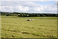 A field of sheep near Cross Farm