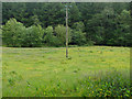 Meadow beside the Liverton Brook