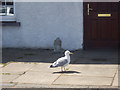 More Shorehead traffic, Stonehaven