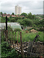 Sneinton: Greens and Shilton Allotments