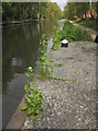 Garlic mustard near Woodham Bottom Lock