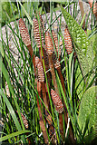 NT1570 : Horsetail (Equisetum sp) by Anne Burgess