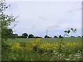 Footpath to the A137