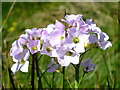 SY5599 : Cuckoo Flower, Kingcome Meadows by Ian Andrews