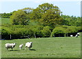 Charnwood Forest sheep