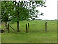 Field, Augher Tenements