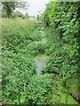 A verdent rhine with prolific watercress and moorhen