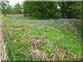 Bluebells by the B851