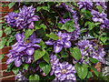 Clematis in Monkswood Avenue, Waltham Abbey, Essex