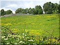 NJ8400 : A flower meadow by the Dee by Stanley Howe